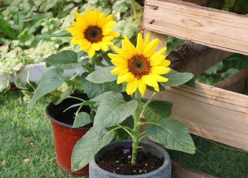 向日葵一盆种几株好