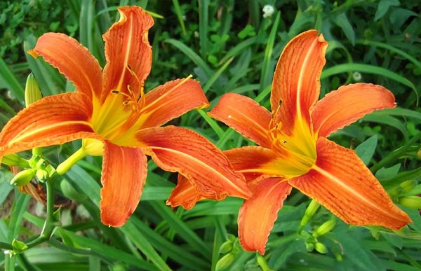 宿根花卉是什么意思