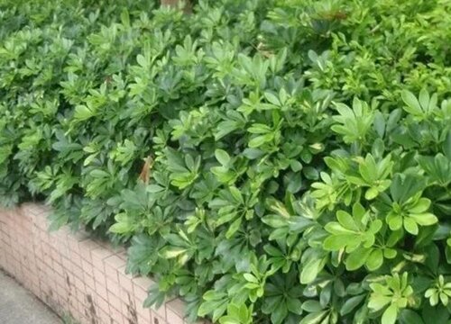 鹅掌藤和鹅掌柴的区别