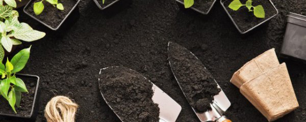 在家种植墨竹的方法