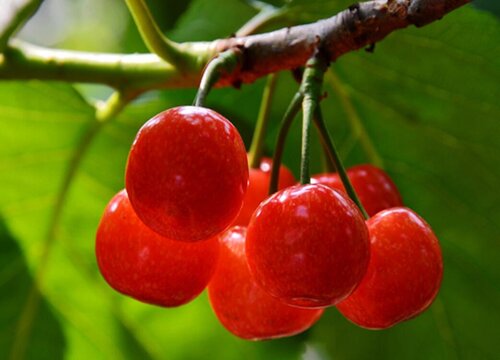 天水樱桃什么时候成熟