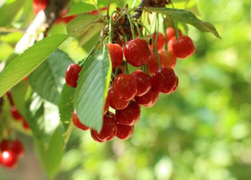 天水樱桃什么时候成熟