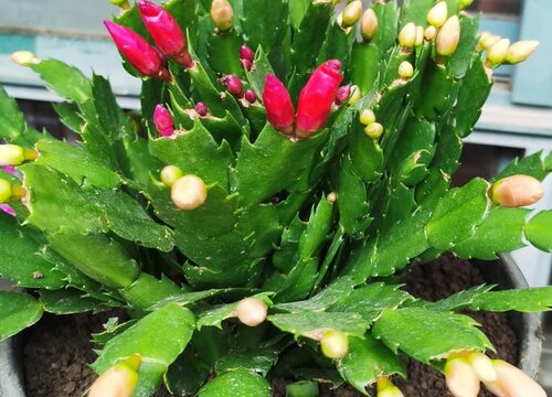 蟹爪兰节茎为何轻轻一碰就掉