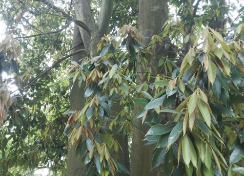 青冈木是什么树