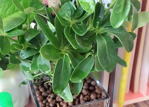 吸二手烟的植物盆栽有哪些