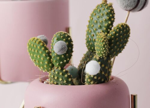 吸二手烟的植物盆栽有哪些