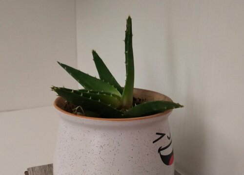 吸二手烟的植物盆栽有哪些