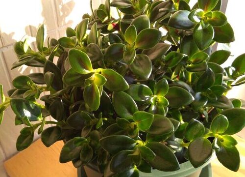 金鱼吊兰怎么爆盆繁殖开花