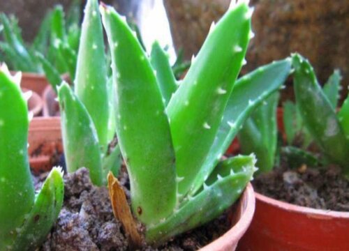 如何扦插芦荟长满一大盆