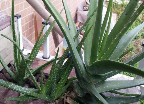 如何扦插芦荟长满一大盆