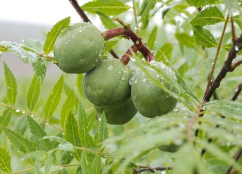 文冠果果实怎么吃