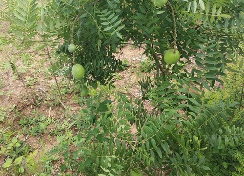 文冠果果实怎么吃