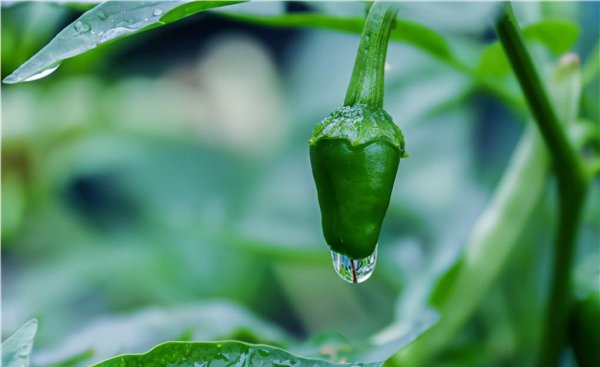 农村种植什么赚钱不愁销路