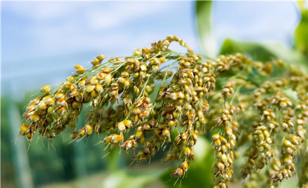 农村种植什么赚钱不愁销路