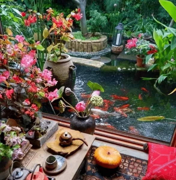 最好养的观赏鱼排行榜