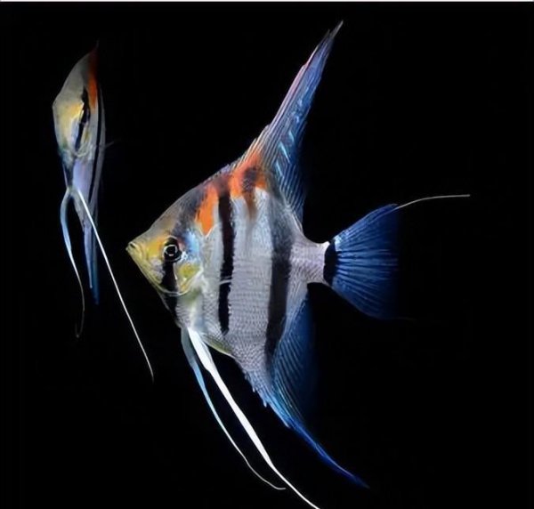 最好养的观赏鱼排行榜