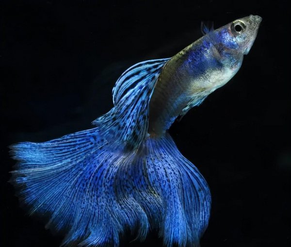 最好养的观赏鱼排行榜