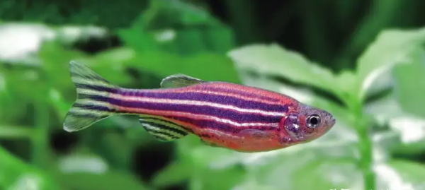 最好养的观赏鱼排行榜