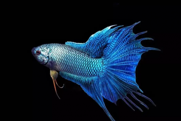 最好养的观赏鱼排行榜