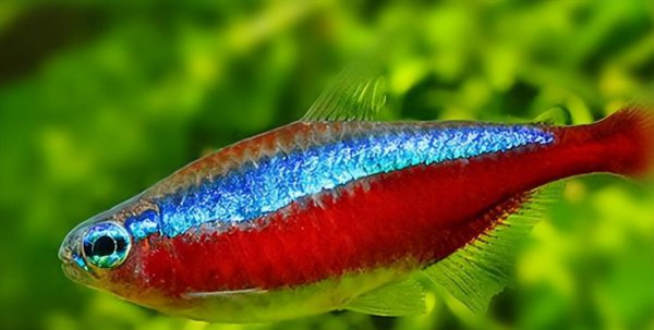 最好养的观赏鱼排行榜