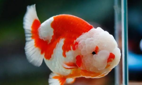 最好养的观赏鱼排行榜