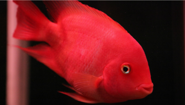 最好养的观赏鱼排行榜