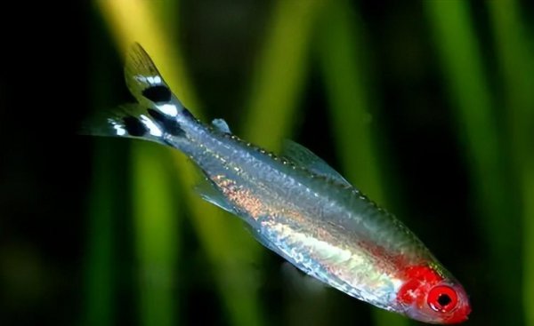 最好养的观赏鱼排行榜