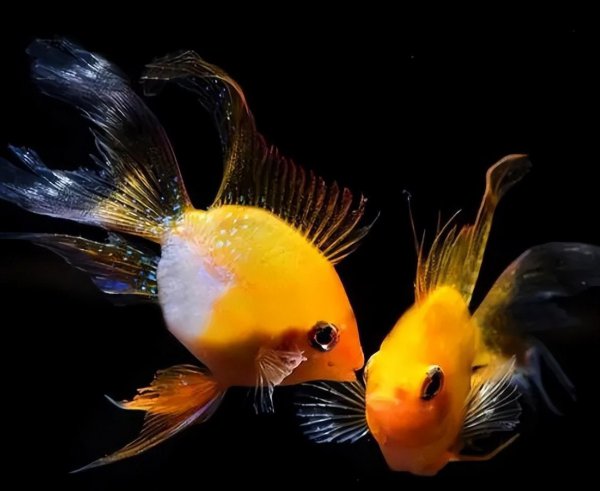 最好养的观赏鱼排行榜