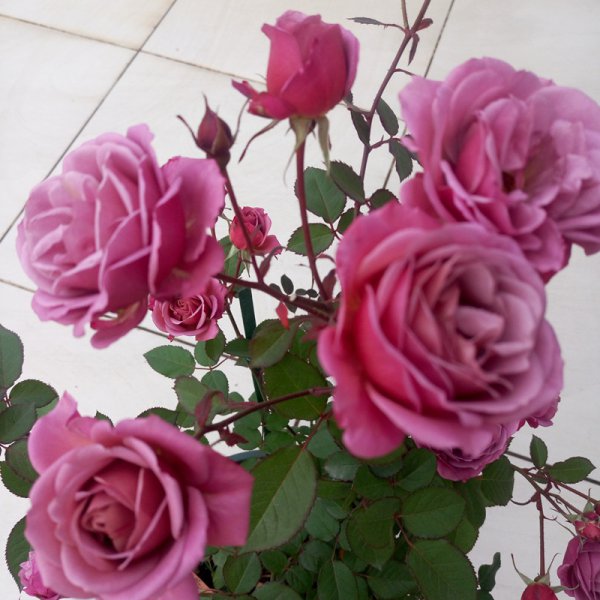 月季不发新枝生长缓慢怎么办