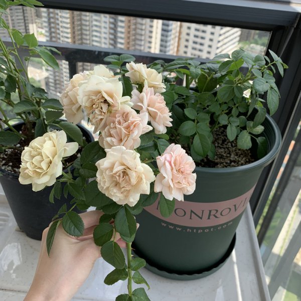 月季不发新枝生长缓慢怎么办