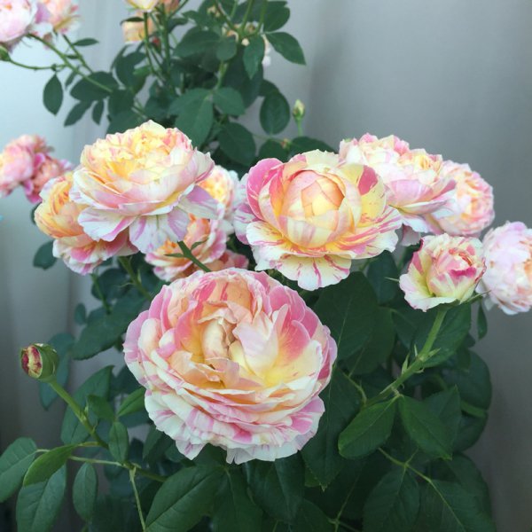 月季不发新枝生长缓慢怎么办