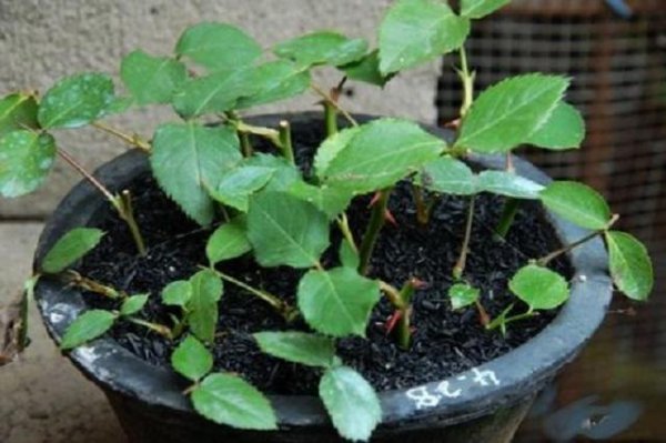 月季不发新枝生长缓慢怎么办