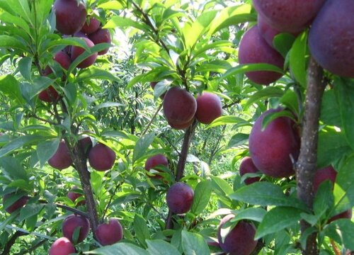 李子树发芽后死了是什么原因