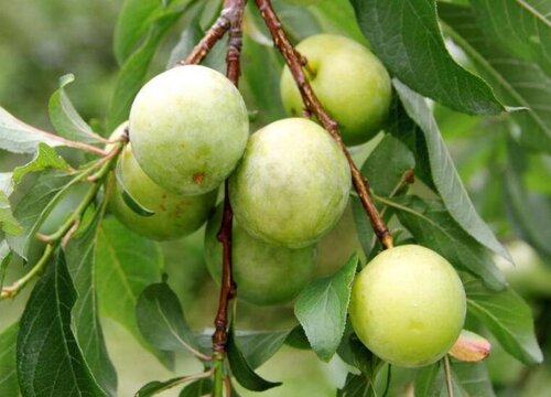 李子树发芽后死了是什么原因