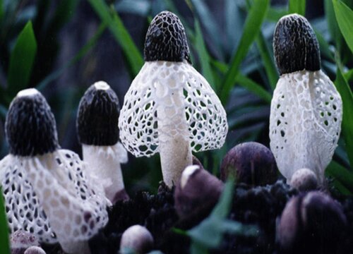 竹荪网全部扔掉吗