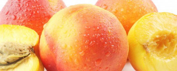 上海奉贤黄桃的采摘时间