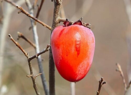 老鸭柿子树怎么种