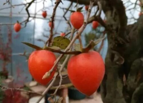 老鸭柿子树怎么种