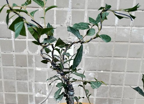 老鸭柿子树怎么种