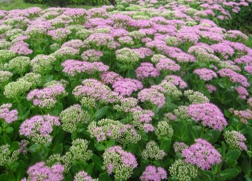 八宝景天适合家里养吗