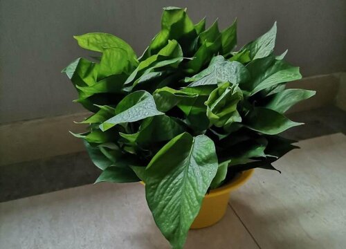 绿萝可以在室外养吗