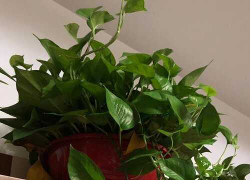 绿萝可以在室外养吗