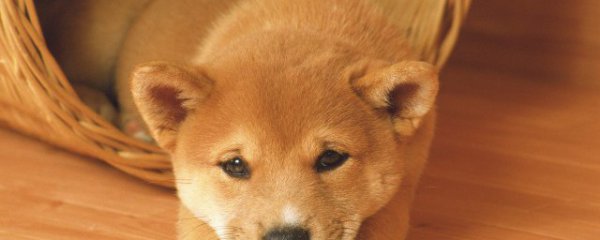 冬季狗狗要注意什么东西