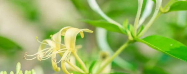 金银花的功效与禁忌症