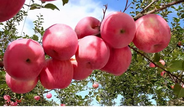 红富士苹果产自中国吗