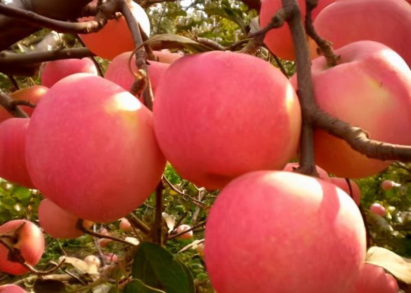 红富士苹果产自中国吗