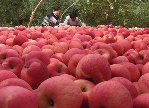 红富士苹果产自中国吗