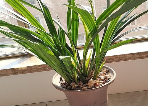 怎样使兰花叶片翠绿有光泽