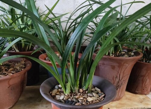 怎样使兰花叶片翠绿有光泽