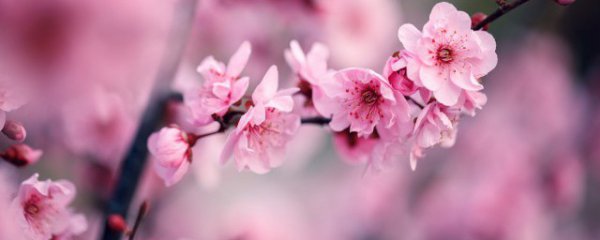 三角梅种植方法和注意事项